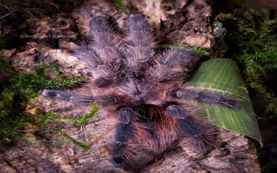 Avicularia Merianae Sling Tarantula Import